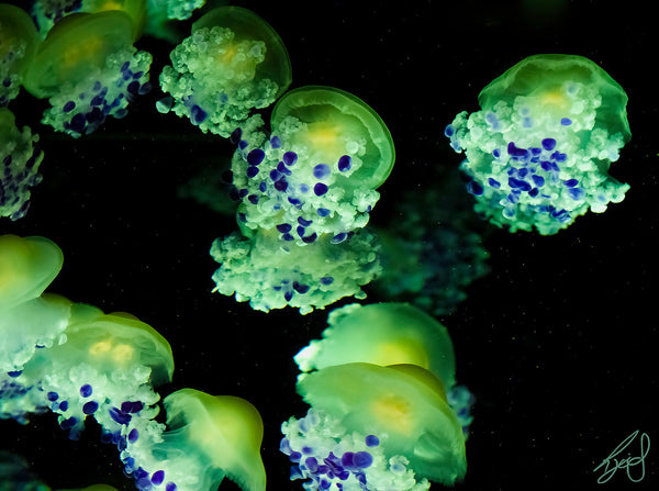 Print - Toxic Jellies - Print